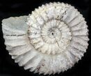 Pavlovia Ammonite Fossil - Siberia #29774-1